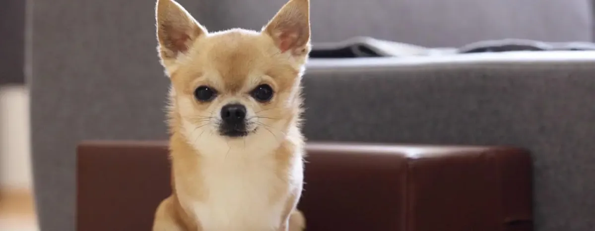 Health Problems in Chihuahuas