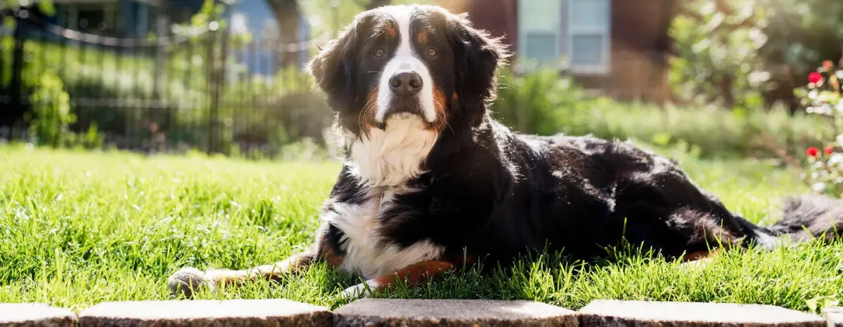 The Best Big Dog Names