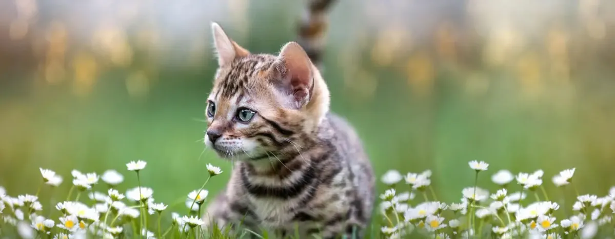 Top 5 Cats That Look Like Tigers, Leopards and Other Wild Felines