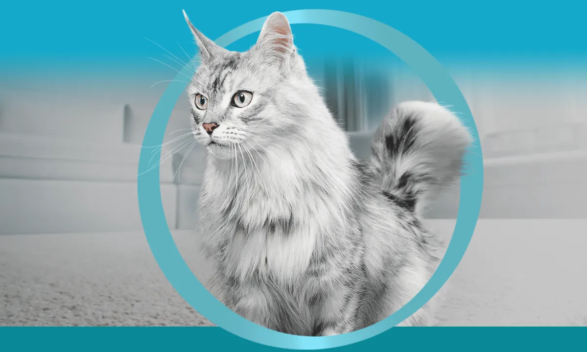 PurinaOne-cat