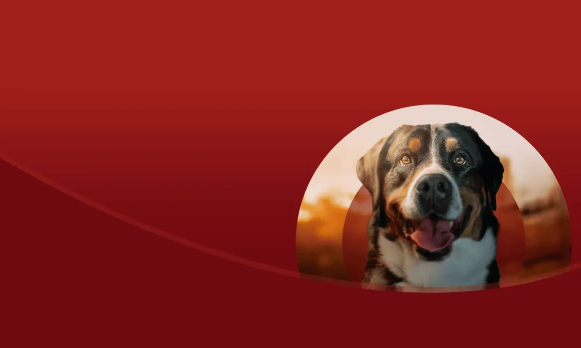 PurinaOne-dog