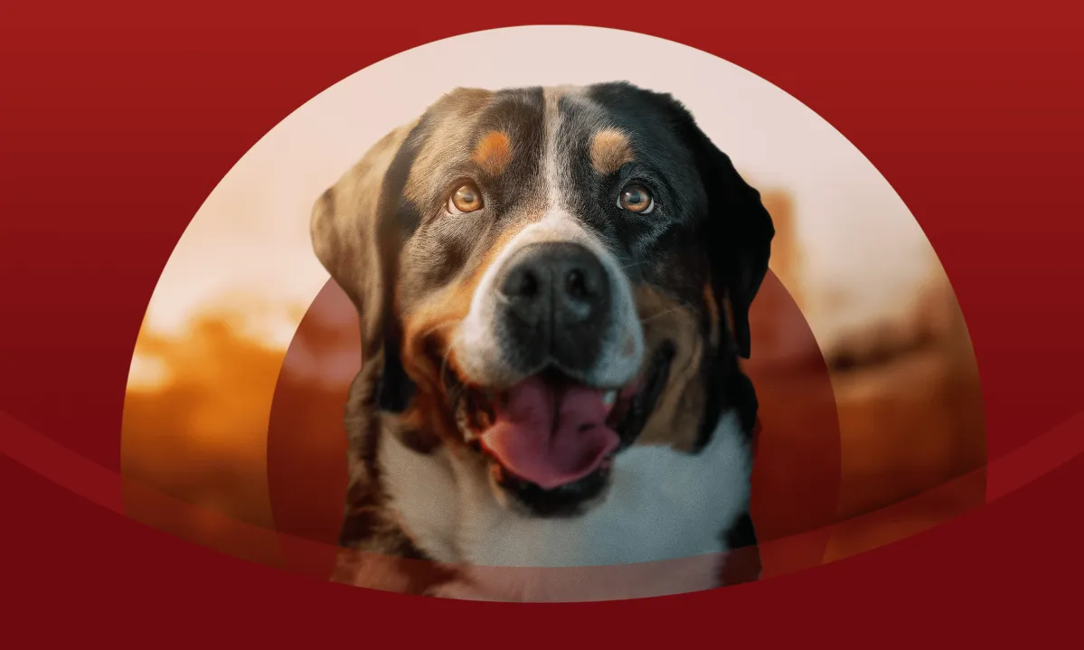 PurinaOne-dog