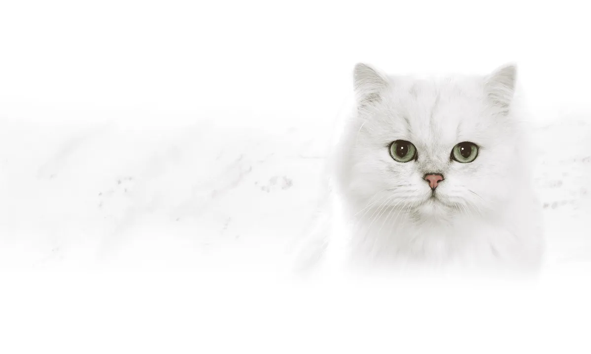 brand-header_fancyfeast