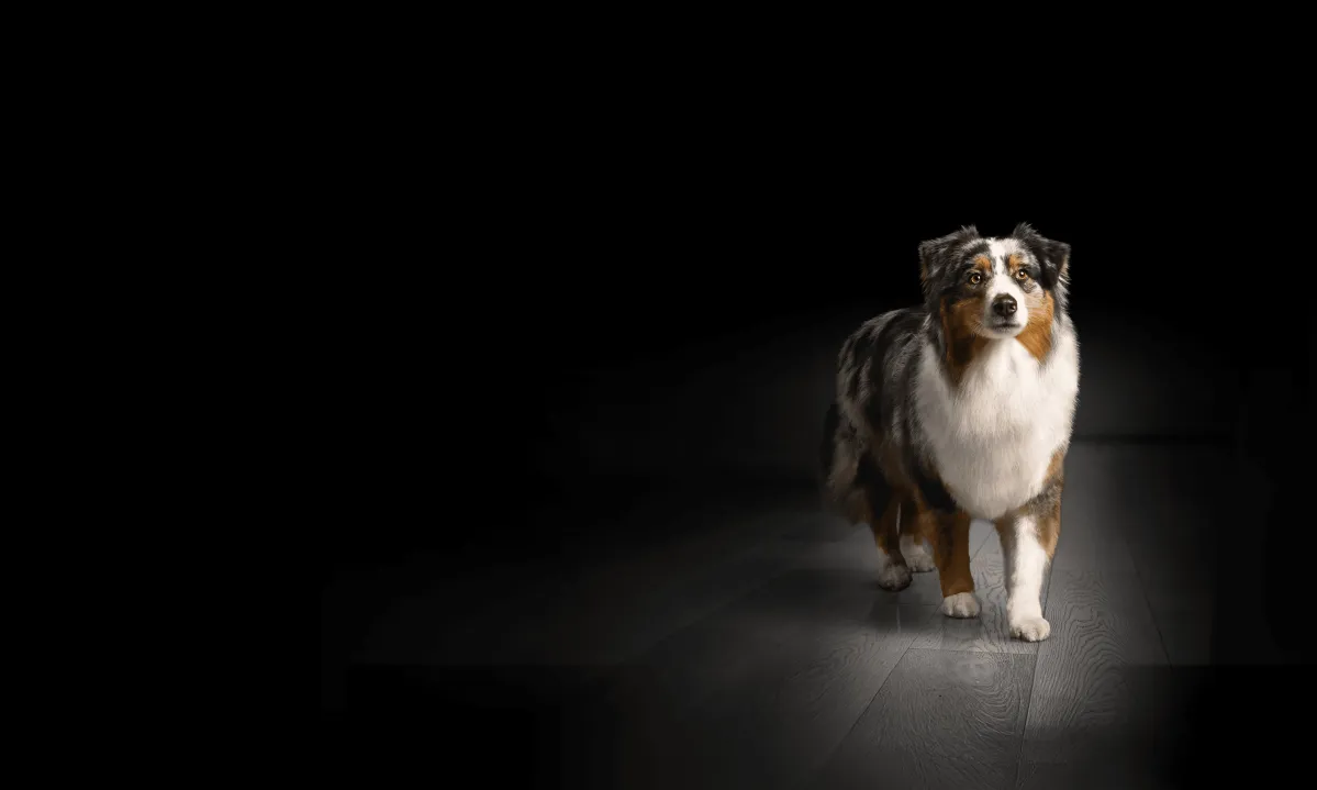 brand-header_proplan-dog