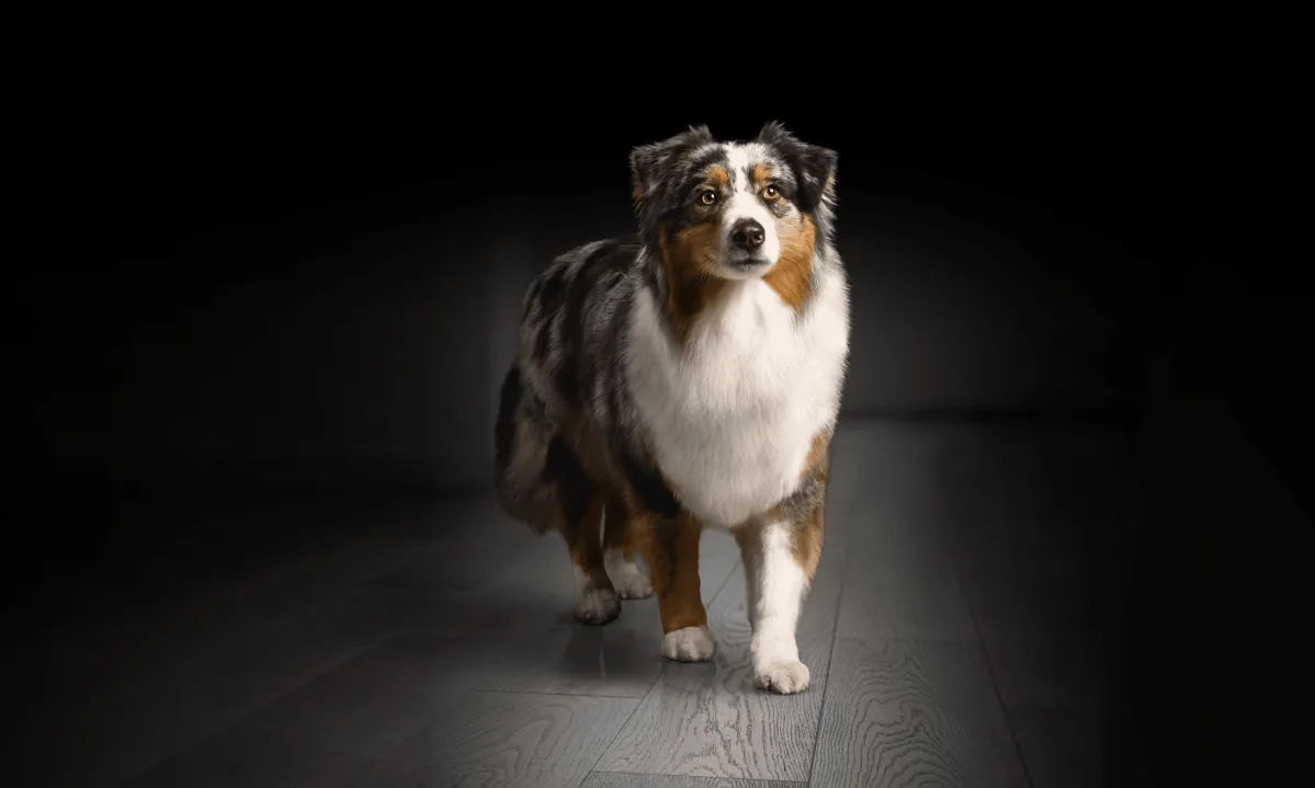 brand-header_proplan-dog_mobile