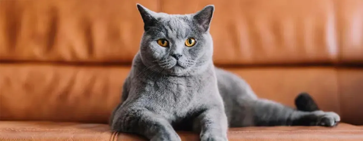10 Amazing Grey Cat Names