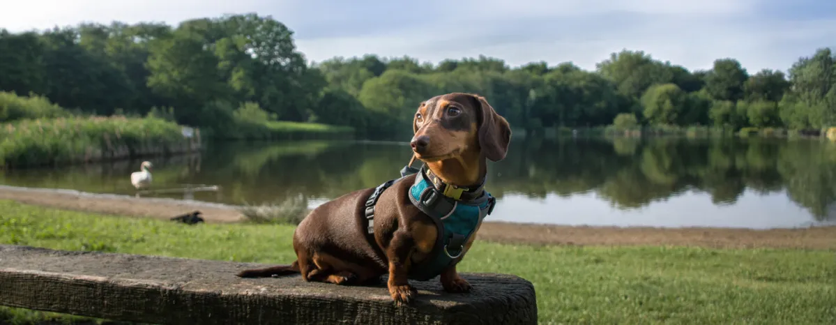 9_German_Dog_Breeds
