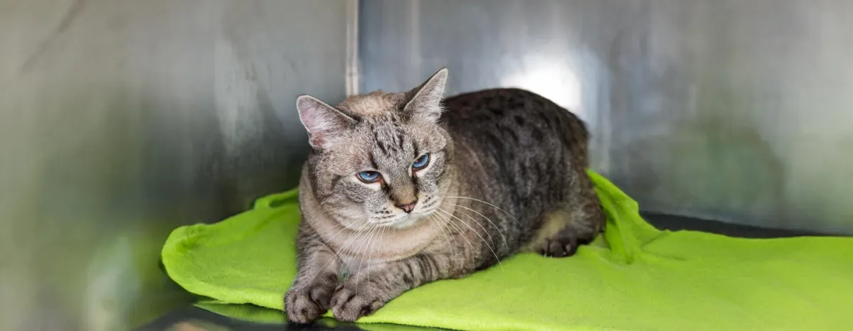Arthritis in Cats