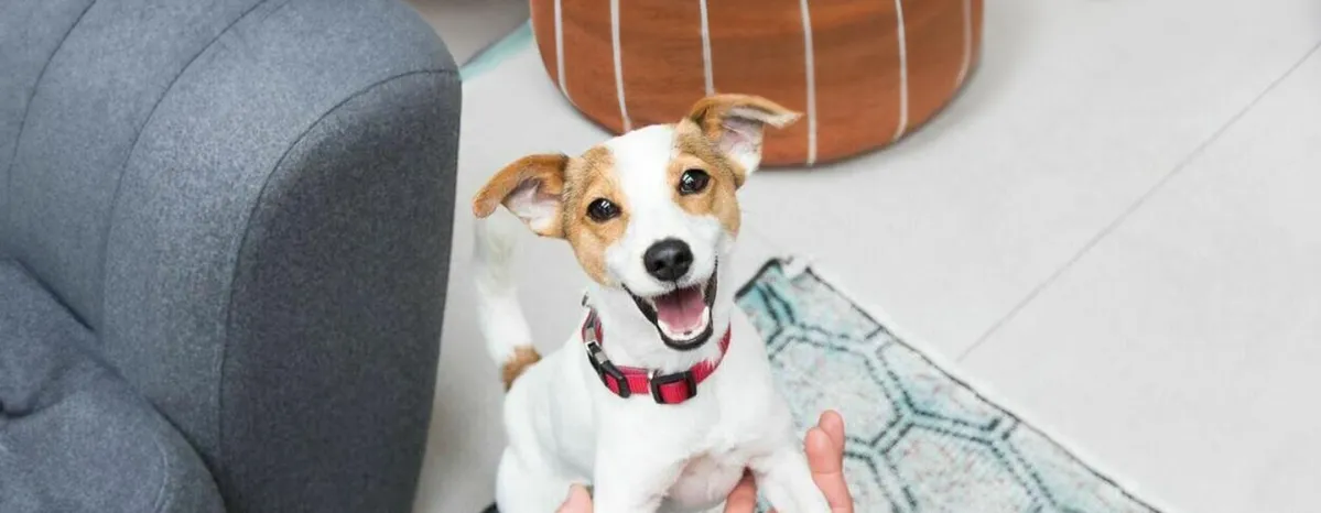 Attention-seeking dog behaviour
