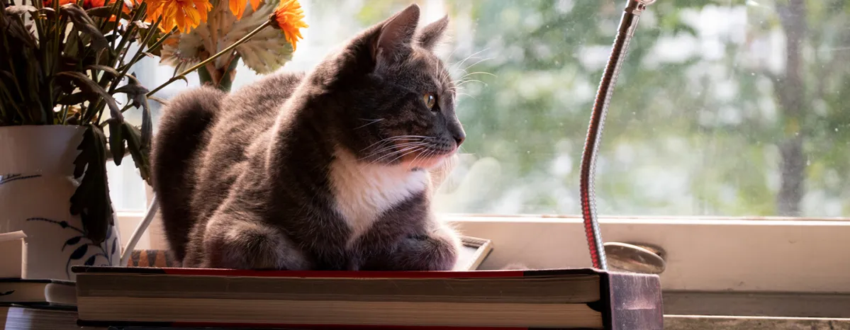 Hernias in Cats