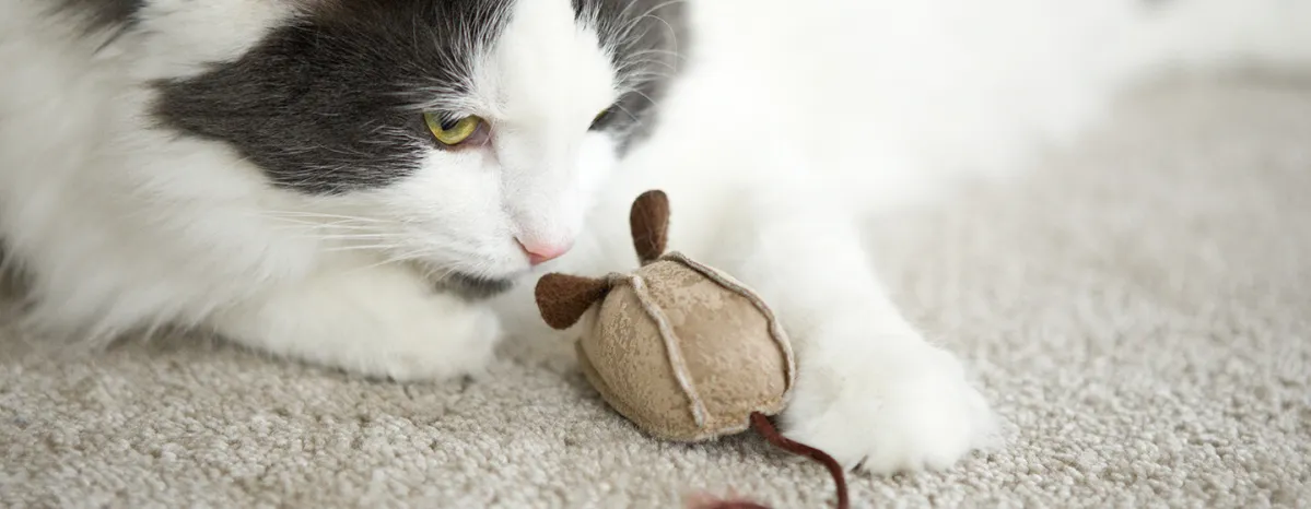 9 Creative Cat and Dog Enrichment Ideas