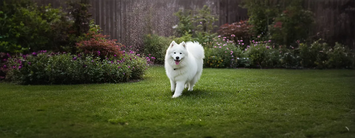Most breeders will ask that you wait until your new puppy is eight weeks old before they’ll let you pick them up – which migh