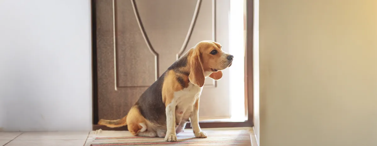 Feeding Your Dog During Pregnancy