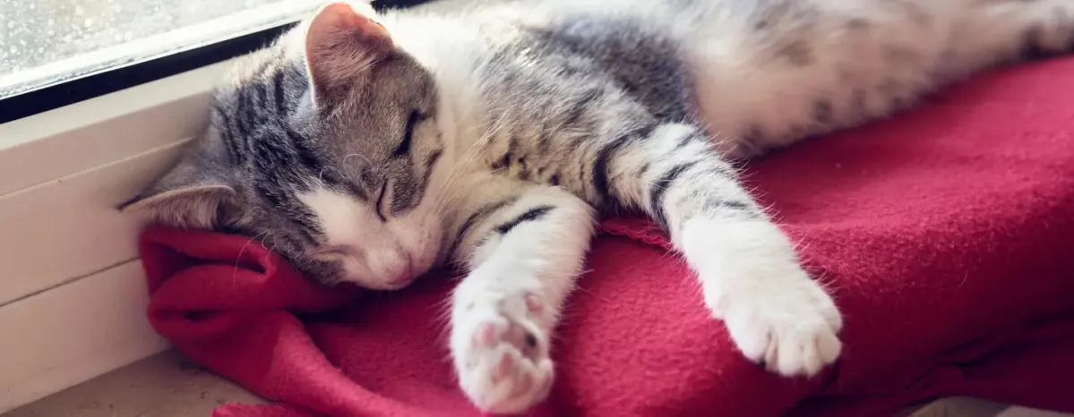 How Long Do Cats Sleep