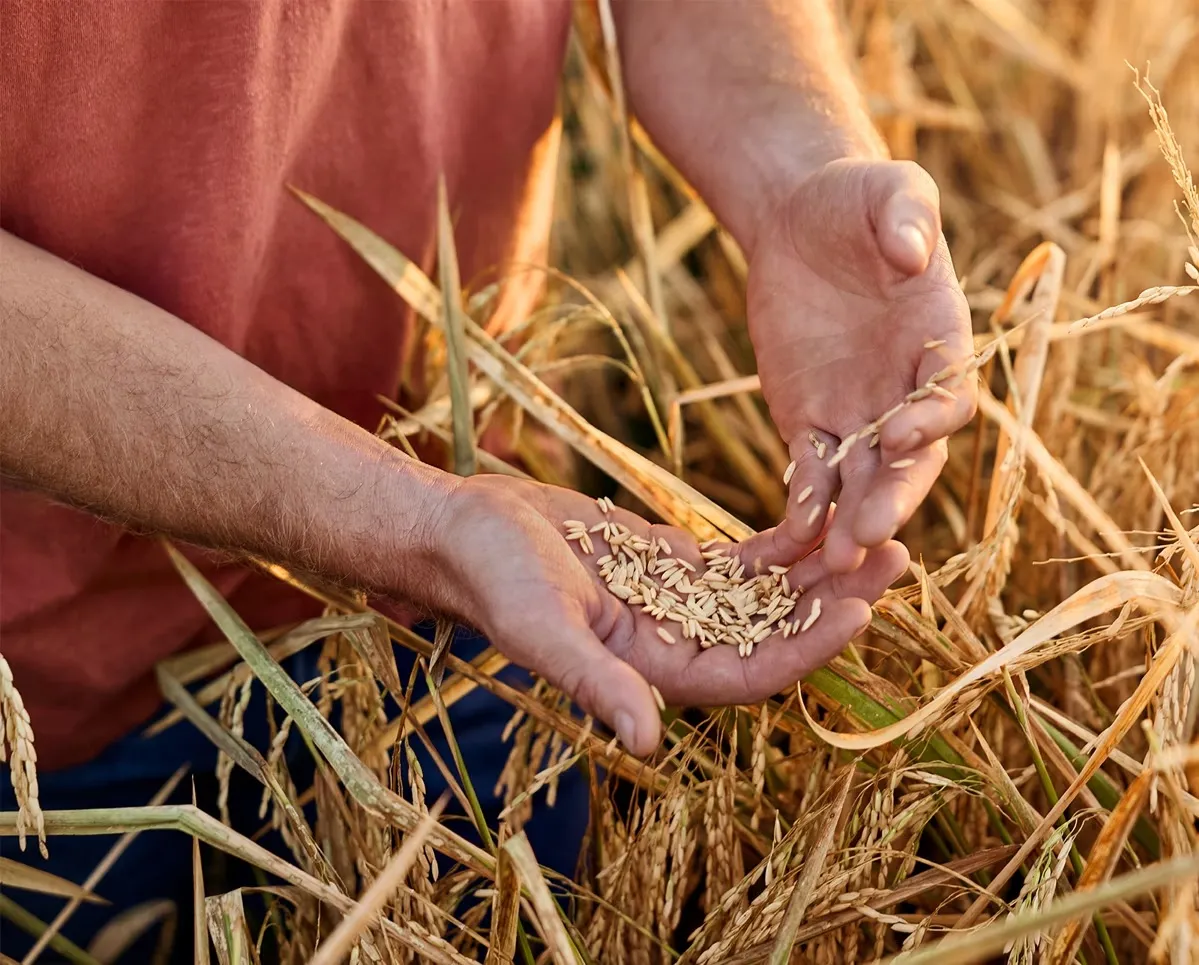 purina-sustainability-crops