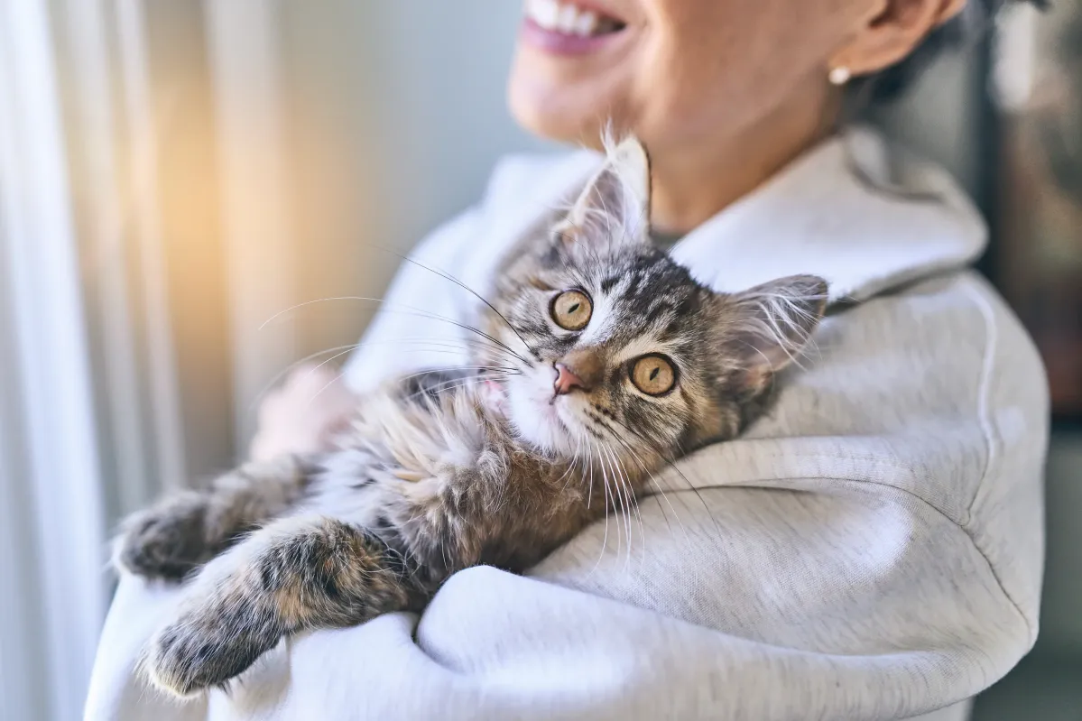 Understanding Your Cat’s Liver Condition