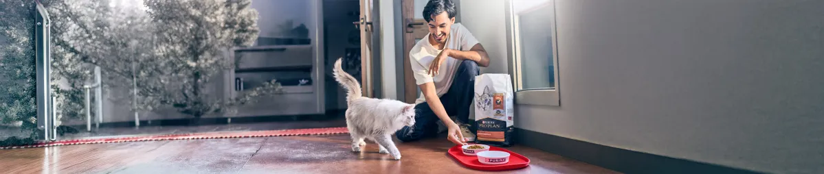 Wet or Dry Cat Food: What Should