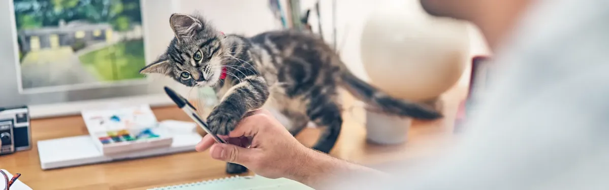 Buying a Kitten Checklist: What to Expect
