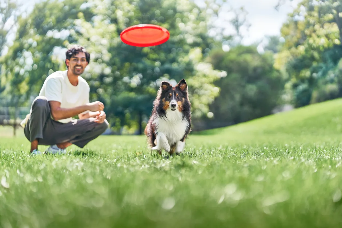 sustainability climate dog frisbee park
