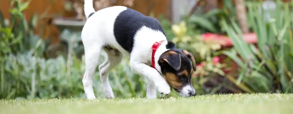 How to stop a dog digging