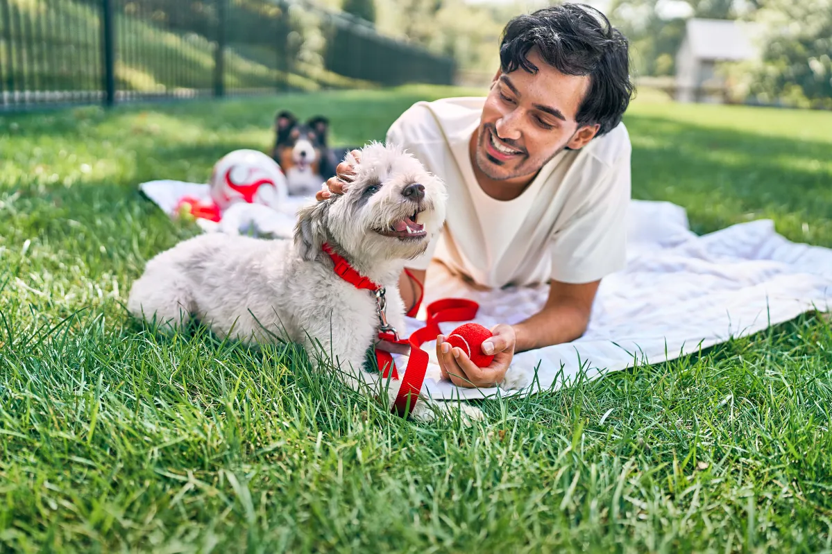 PICNIC DOG