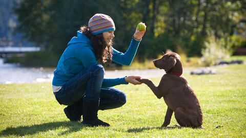 Woman training a dog to give paw