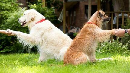 Dogs shaking hands