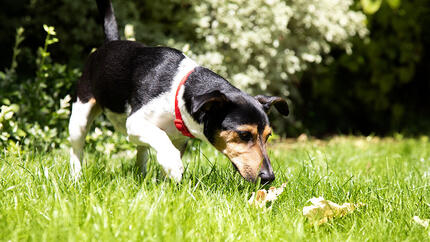 Dog sniffing the grass