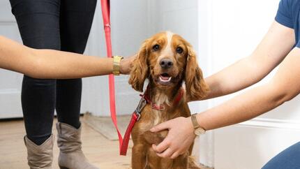 Brown Spaniel on red lead being stroked by owners.