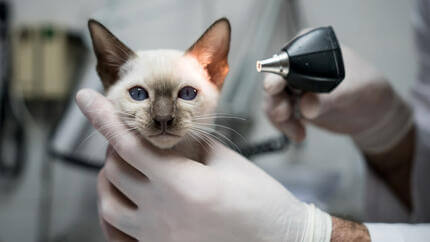 Cat's ears being inspected.