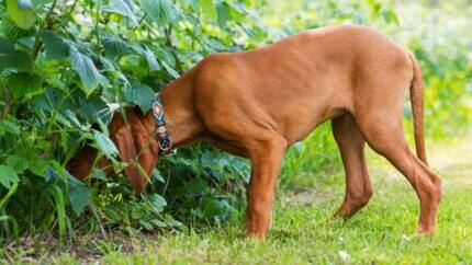 vizsla sniffing in a bush