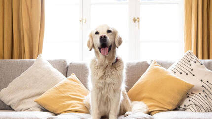 olden retriever sitting on a sofa