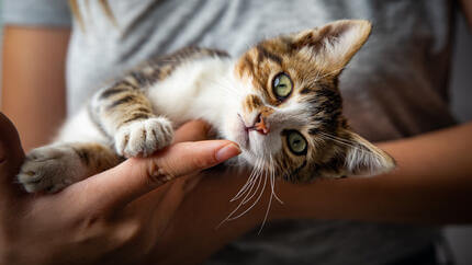 Kitten cradled by owner