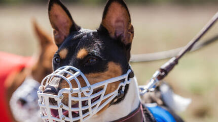 basenji wearing muzzle