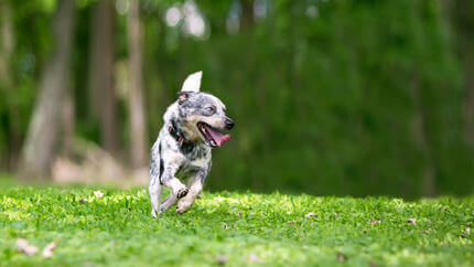 Dog running