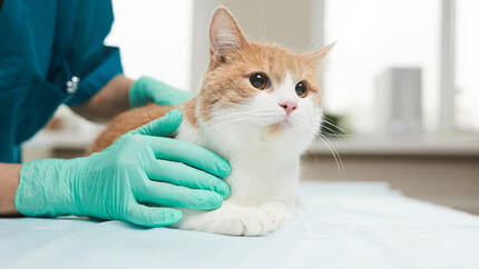 Cat on the vet's table