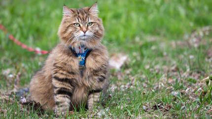 Leash training cat