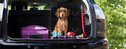 Article Hero puppy travel_0