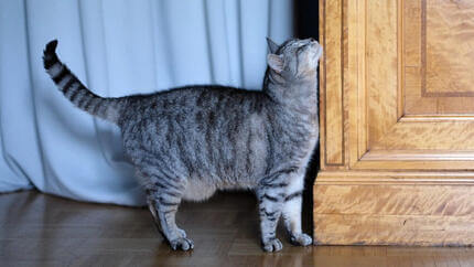 Cat-heat-cycle