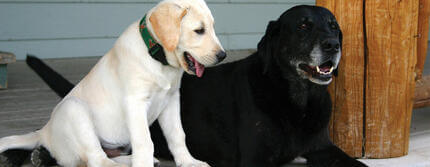 Introducing Your New Dog to a Cat or an Older DogHERO