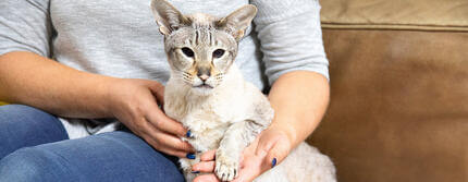Cat_72_Hero