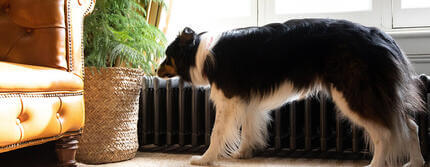 Dog-Pregnancy-&-Signs-of-Labour-in-DogsHERO
