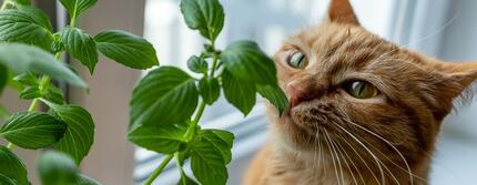 Home-Remedies-for-Cats-HERO