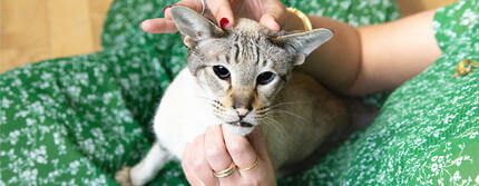 How-Do-Cats-Show-AffectionHERO