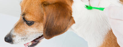 Lyme Disease in Dogs HERO
