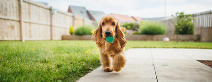 Outdoor Dog GamesHERO