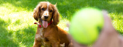 Puppy-Adolescence-How-to-Get-Through-the-Teenage-YearsHERO