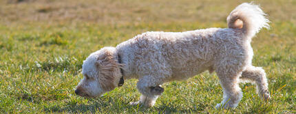 Why Do Dogs Eat Grass and DirtHERO_0