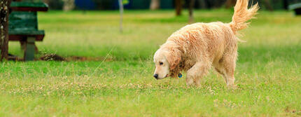 Why do dogs wag their tailsHERO (1)