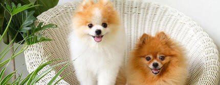 health-problems-in-pomeranians-HERO